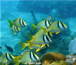 Synchronized swimming... by Brian Bush 